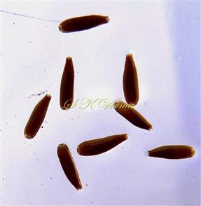  Cypselae